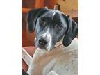 Adopt Echo a Black - with White German Shorthaired Pointer / Mixed dog in