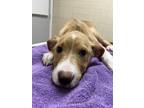Adopt Evan a Tan/Yellow/Fawn Labrador Retriever / Mixed dog in San Antonio