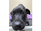 Adopt Eve a Black Labrador Retriever / Mixed dog in San Antonio, TX (41371768)