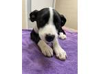Adopt Ethan a Black Labrador Retriever / Mixed dog in San Antonio, TX (41371767)