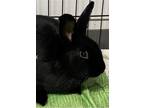 Adopt Simone a Black Satin / Satin / Mixed (short coat) rabbit in Edmonton