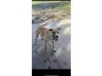 Adopt Eloy a Tan/Yellow/Fawn - with White Boxer / American Pit Bull Terrier /