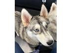 Adopt Skye a Tricolor (Tan/Brown & Black & White) Husky / Mixed dog in Pacheco