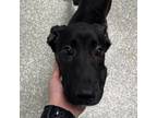 Adopt Anastasia a Shepherd (Unknown Type) / Mixed dog in Houston, TX (41371391)