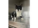 Adopt Oreo a Black & White or Tuxedo Domestic Shorthair / Mixed (short coat) cat