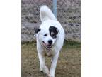 Adopt Bosco a White Great Pyrenees / Labrador Retriever / Mixed (short coat) dog