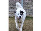 Adopt Bosco a White Great Pyrenees / Labrador Retriever / Mixed dog in