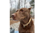Adopt Kenya a Brown/Chocolate Labrador Retriever / Mixed dog in Potsdam