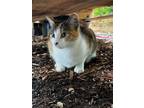 Adopt Lightening and Thunder a Calico or Dilute Calico Calico / Mixed (short