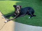 Adopt Drake a Black - with White Labrador Retriever / Mixed dog in Lakeland
