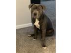 Adopt ICE a Gray/Silver/Salt & Pepper - with White American Pit Bull Terrier /