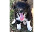 Adopt Gaston a Black - with White Great Pyrenees / Mixed Breed (Medium) / Mixed