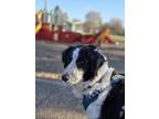 Adopt Reo a Black - with White Border Collie / Mixed dog in Minneapolis