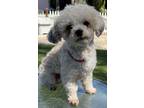 Adopt Duvi a White Maltipoo / Mixed dog in Santa Ana, CA (41252736)