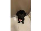 Adopt Semi a Black Poodle (Standard) / Bichon Frise / Mixed dog in Bayside
