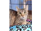 Adopt Hibiscus a Brown Tabby Domestic Shorthair (short coat) cat in Brookings