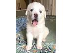 Adopt Sonic a White Great Pyrenees / Mixed Breed (Medium) / Mixed dog in