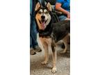 Adopt Nala a Black Husky / Mixed dog in Williamsburg, VA (41365882)