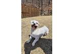 Adopt Garden a White Bichon Frise / Mixed dog in Toronto, ON (41371279)