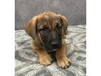 Adopt Now and Later a Brown/Chocolate Labrador Retriever / Mixed dog in Cedar