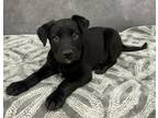 Adopt Laffy Taffy a Black Labrador Retriever / Mixed dog in Cedar Hill