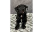 Adopt Nerds a Black Labrador Retriever / Mixed dog in Cedar Hill, TX (41371364)