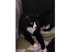 Adopt Nama a All Black Domestic Shorthair / Mixed Breed (Medium) / Mixed (short