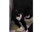 Adopt Nama a All Black Domestic Shorthair / Domestic Shorthair / Mixed cat in