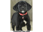 Adopt LaLa a Black Labrador Retriever / Mixed dog in Shreveport, LA (41371353)