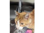 Adopt Woodrow a Orange or Red Domestic Shorthair / Domestic Shorthair / Mixed