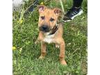 Adopt Reagan a Tan/Yellow/Fawn - with White Black Mouth Cur / Shepherd (Unknown