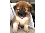 Adopt Vadar a Tricolor (Tan/Brown & Black & White) Great Pyrenees / Mixed Breed