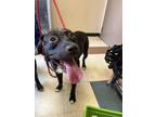 Adopt Charlotte a Merle American Pit Bull Terrier / Mixed Breed (Medium) / Mixed