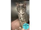 Adopt Troubles a Gray or Blue Domestic Shorthair / Mixed Breed (Medium) / Mixed