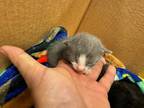 Adopt 55847681 a Gray or Blue Domestic Shorthair / Domestic Shorthair / Mixed