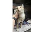 Adopt 2024-04-158 a Domestic Shorthair / Mixed (short coat) cat in Winder