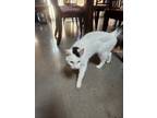 Adopt Trytin a White (Mostly) Domestic Mediumhair / Mixed (medium coat) cat in
