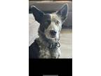 Adopt Boog a Gray/Blue/Silver/Salt & Pepper Australian Cattle Dog / Mixed dog in