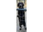 Adopt Jake a Brown/Chocolate Labrador Retriever / Mixed dog in Snow Hill