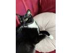 Adopt Sam a Black & White or Tuxedo American Shorthair / Mixed (short coat) cat