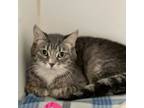 Adopt Mel a Gray or Blue Domestic Shorthair / Domestic Shorthair / Mixed cat in
