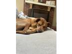 Adopt Bailey a Brown/Chocolate Mutt / Mixed dog in Slingerlands, NY (41371027)
