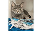 Adopt Pepper a Gray or Blue Domestic Shorthair / Domestic Shorthair / Mixed cat