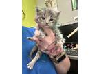 Adopt Tegan a Gray or Blue Domestic Longhair / Domestic Shorthair / Mixed cat in