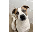 Adopt Ali (HW+) a White Terrier (Unknown Type, Small) / Mixed dog in Paducah