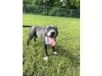 Adopt Andie a Gray/Blue/Silver/Salt & Pepper American Pit Bull Terrier / Mixed