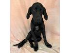 Adopt Brackley *foster needed* a Black Hound (Unknown Type) / Coonhound / Mixed
