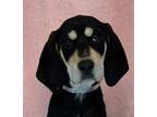 Adopt Berkeley *foster needed* a Black - with Tan, Yellow or Fawn Coonhound /