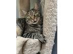 Adopt Tyrion a Tiger Striped Bengal / Mixed (short coat) cat in Rochester