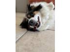 Adopt Avery a Tricolor (Tan/Brown & Black & White) Sheltie